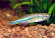 Giant Danio Fish